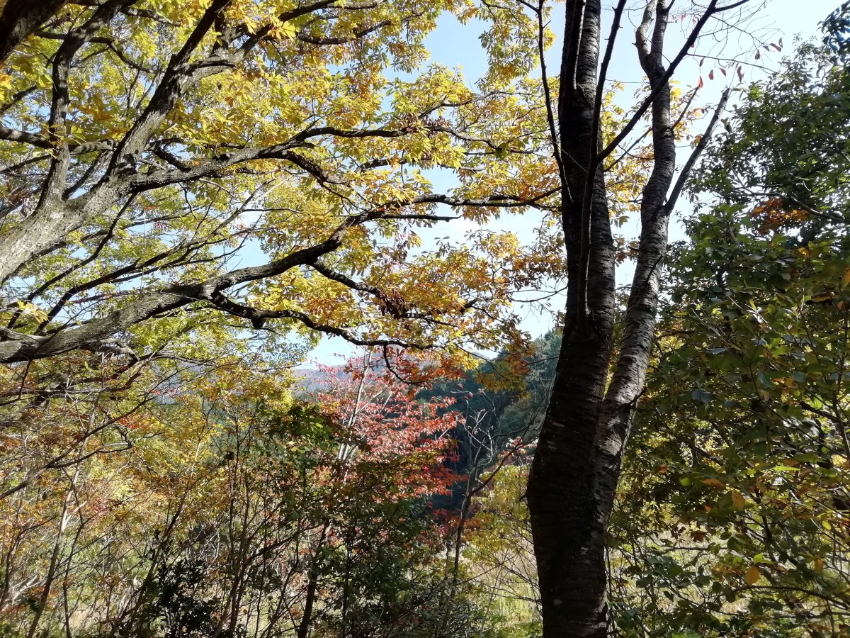 昭和の森キャンプ場 紅葉