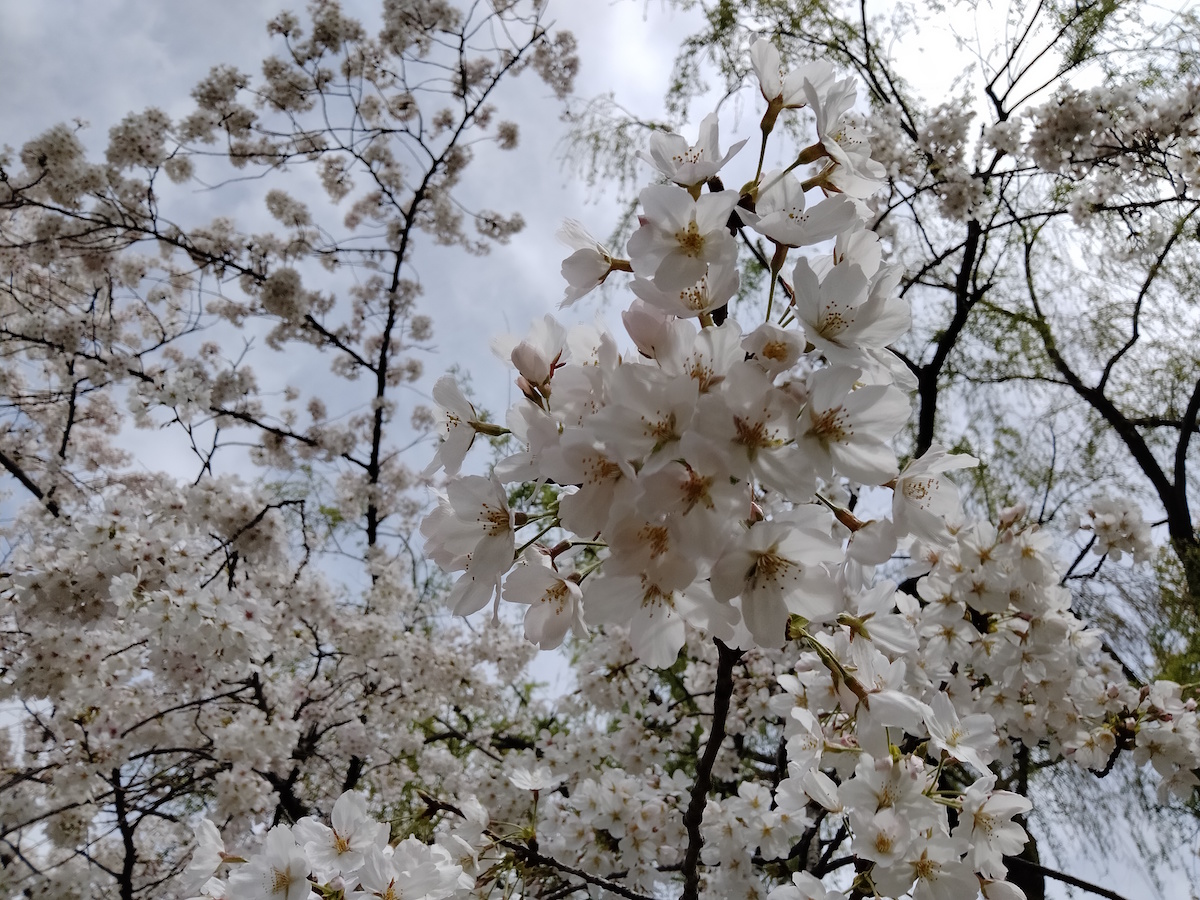 桜 春日公園 福岡