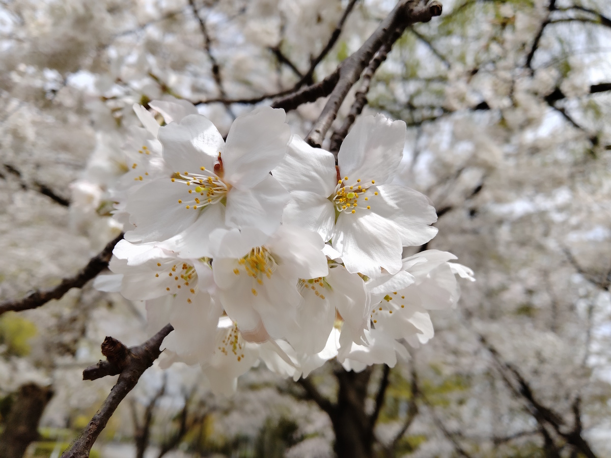 桜 春日公園 福岡
